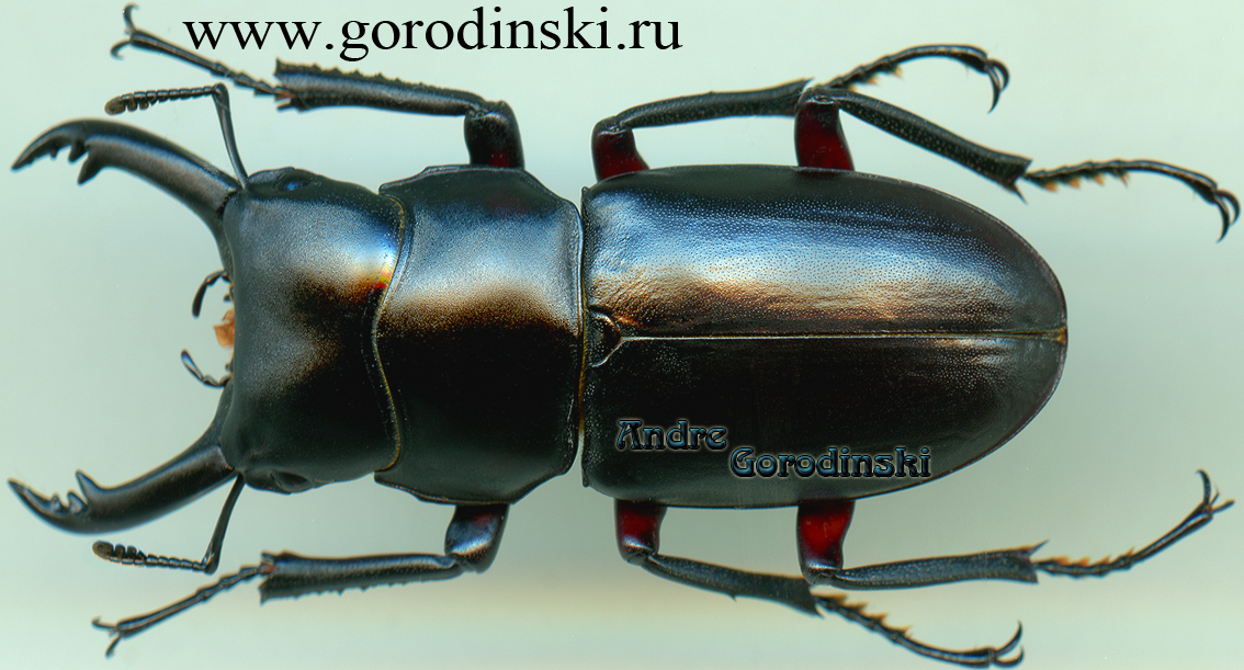 http://www.gorodinski.ru/lucanidae/Macrodorcas rubrofemoratus.jpg